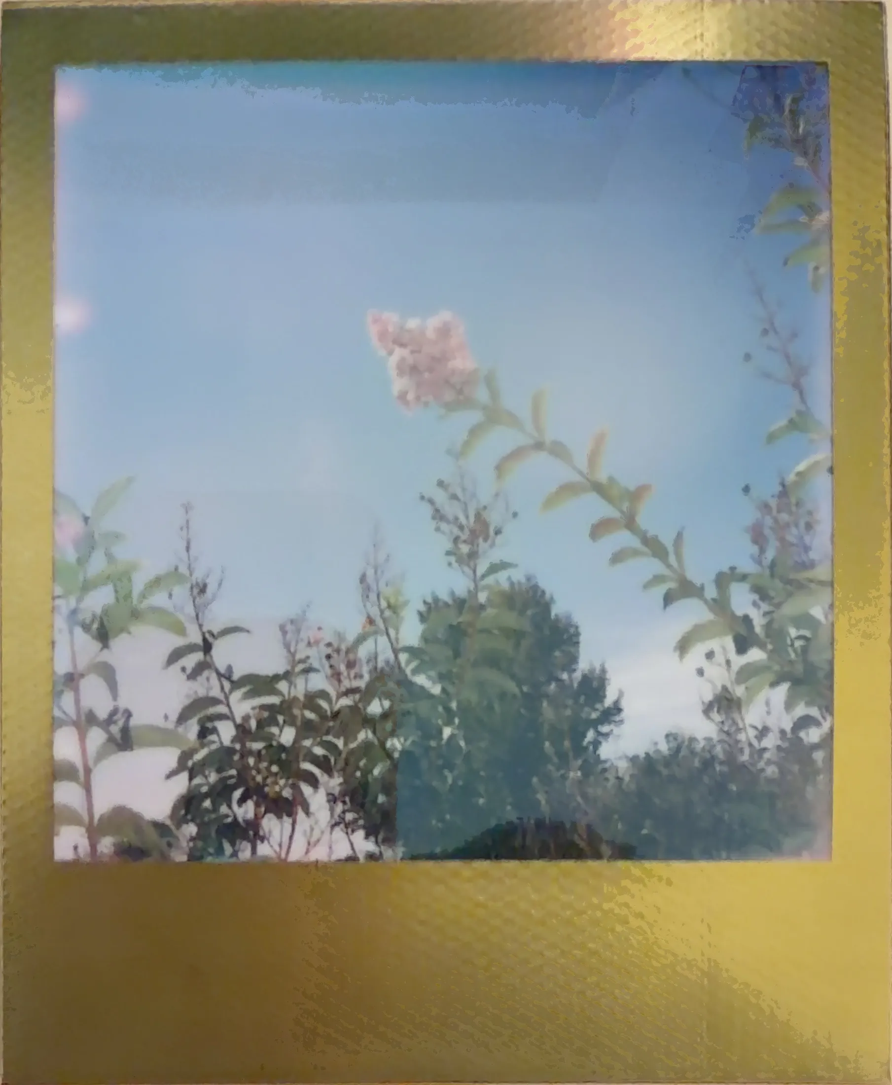 Crape myrtle blossoms against a pale blue sky, in a gold foil frame