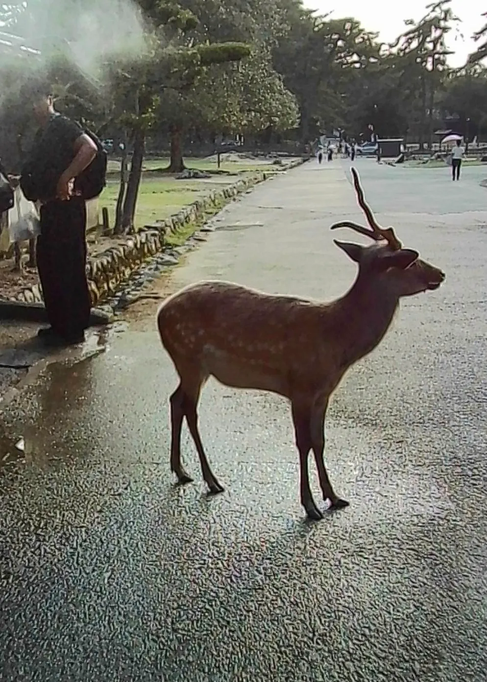 A deer standing in the road, Nara
