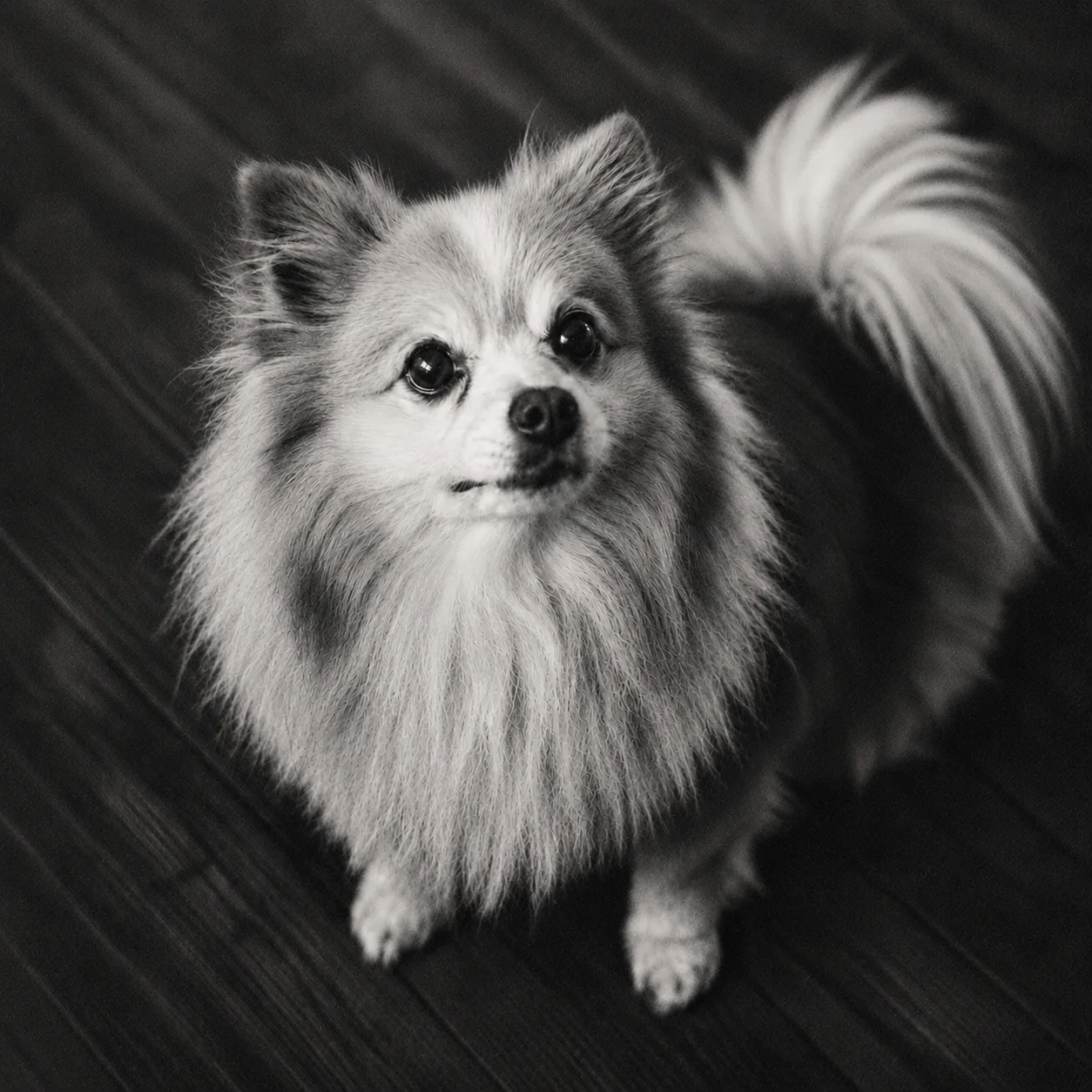 An AI-generated image meant to look like a portrait of a dog