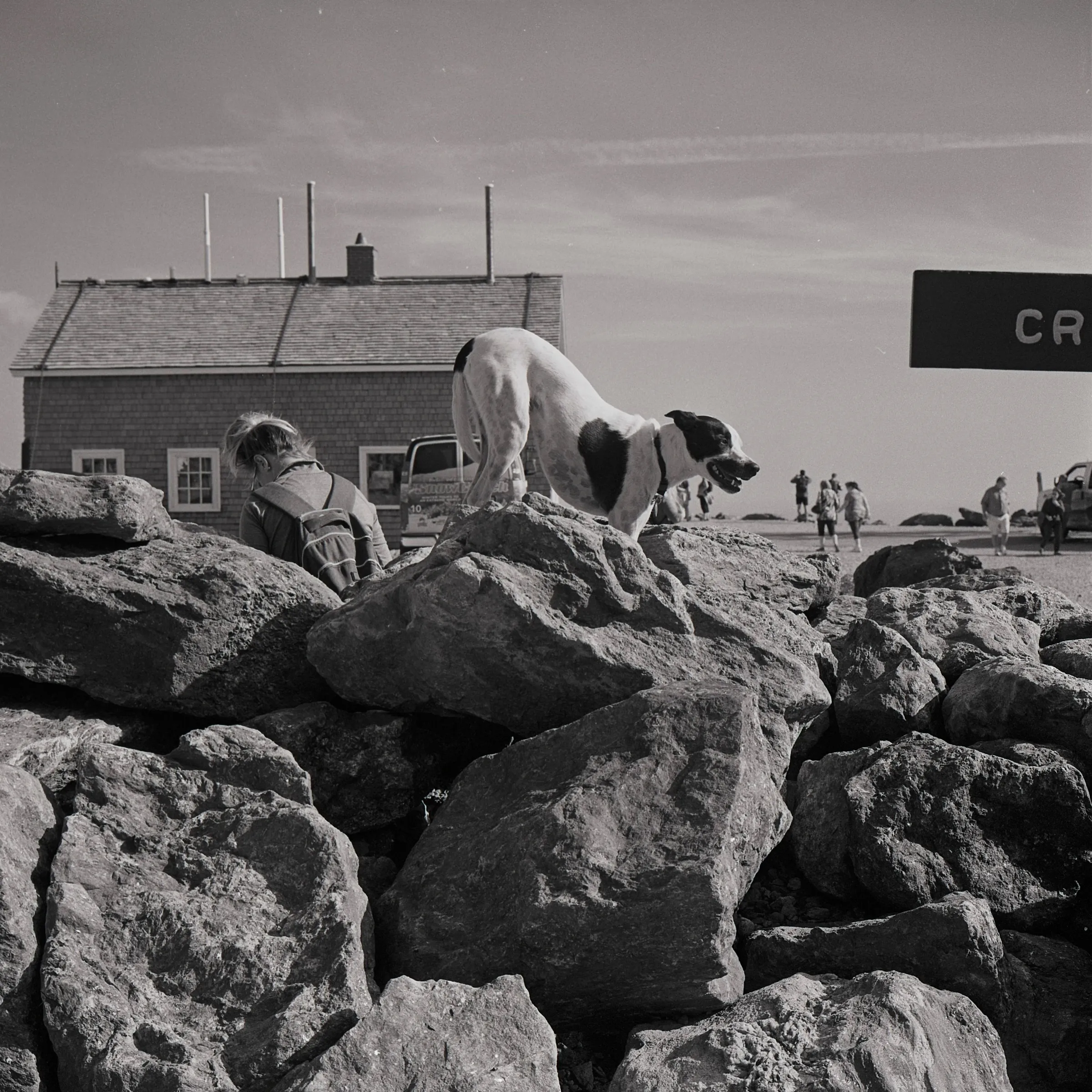 Dog on rocks, 2015